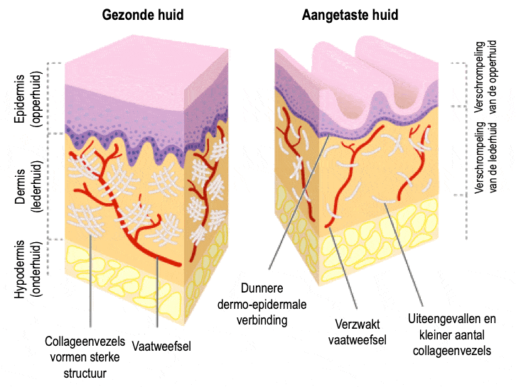 Reverta rosacea creme herstelt collageen en elastine van de huid