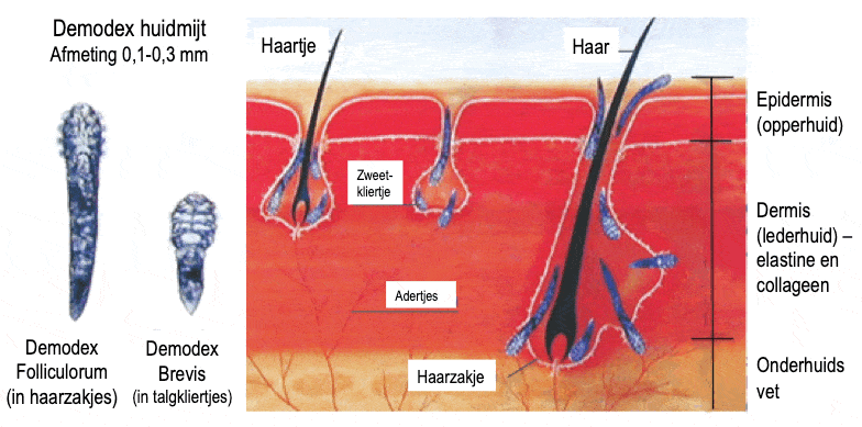 Reverta rosacea creme rekent af met huidmijt (demodex)