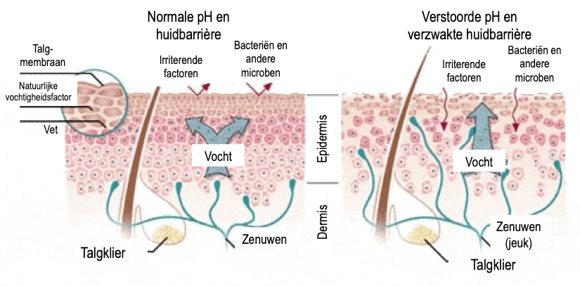 De rosacea creme van Reverta versterkt de huidbarriere